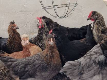 Bild 5:Sulmtalerhähne, Mixhennen und -hähne