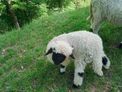 Bild 3:Walliser Schwarznasenschafe