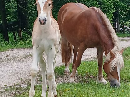 Haflinger Stutfohlen