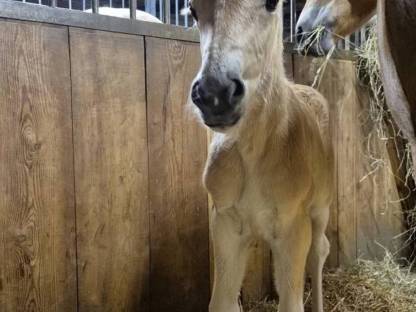 Bild 3:Verkaufe Haflinger Hengstfohlen