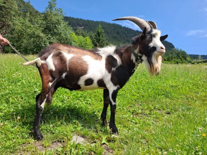 Bild 3:Tauernscheckenbock Grisu 1b zu verkaufen