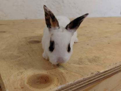 Bild 8:Mini Rex Hasen
