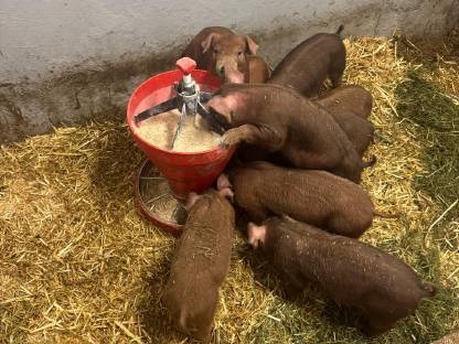 Duroc Ferkel