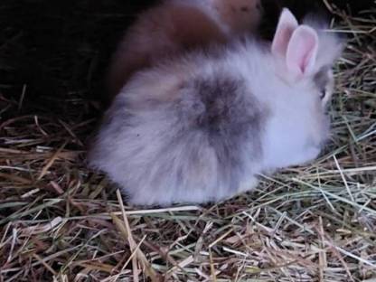 Bild 6:Halb Angora Kaninchen