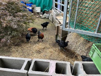 Beringte Hähne Cemani, Zwerg Marans, Zwerg Lavender Araucana