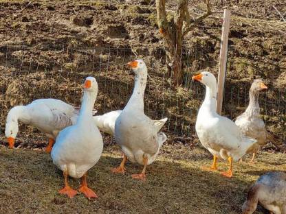 Gans