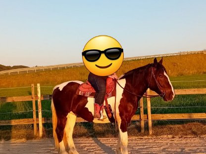 3,5-jähriger Noriker Wallach