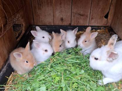 Löwenkopfkaninchen 7 Wochen alt