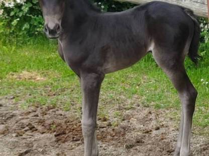 Bild 3:Quarter/Paint Horse und Mix Fohlen