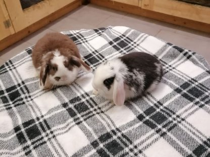 Bild 3:Zwergwidder Kaninchen Zwerghasen