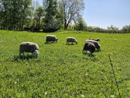 Bild 3:Reinrassige Herdwick Schafe zu verkaufen