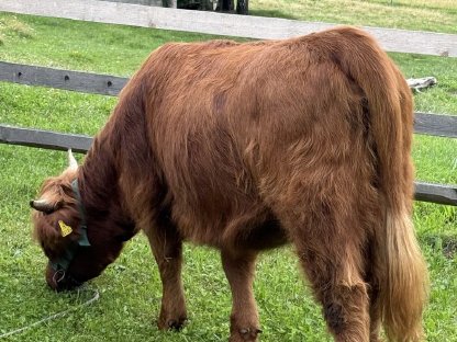 Bild 6:BIO Hochlandrinder Kalbin