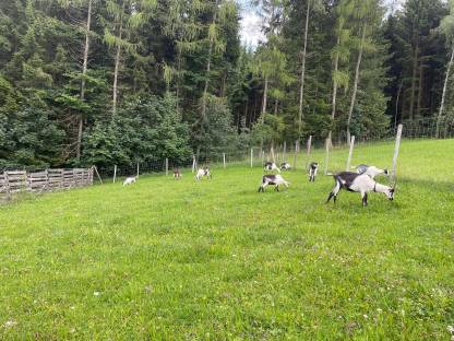 Pfauenziegenbock
