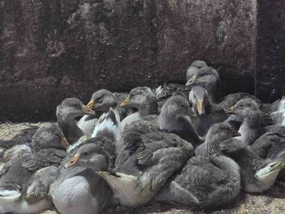 Bild 5:Junge Graugänse