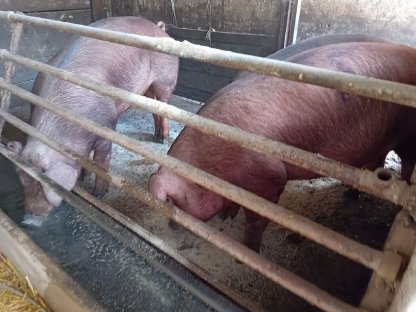 Trächtige Duroc/SH