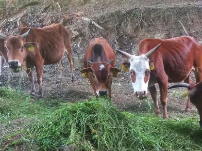 Bild 2:Zwerg Zebu-Herdeauflösung
