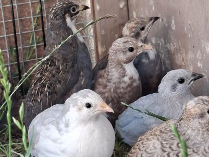 Bild 5:Zwergwachteln Chinesische