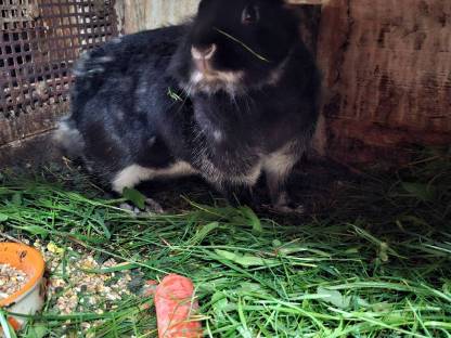 Bild 2:Zwergkaninchen