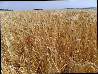 Futtergetreide Gerste Triticale