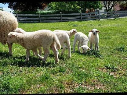 Bild 3:Waldschafe m/w abzugeben