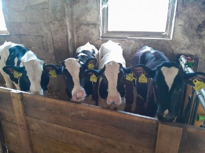 Holsteinmastkälber