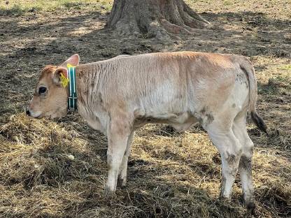 Tiroler Grauvieh Kalb weiblich