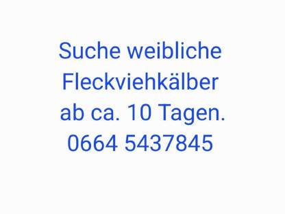 Kälber weiblich