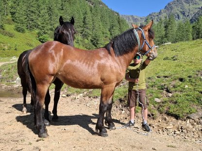 Bild 3:Noriker Stute ca. 1,5 Jahre