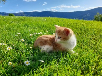 Schöne Katzenbabys