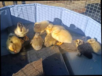 Bild 5:Laufenten Küken