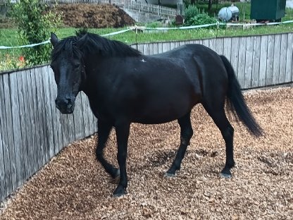 Bild 5:Huzulen Stute