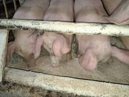 Ferkel zu verkaufen
