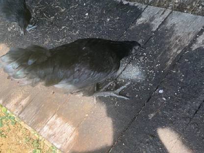 Bild 9:Ayam Cemani Jung-Hähne