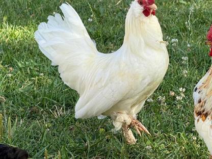 Bild 5:Hahn 2025 (Serama Bartzwerg Mischling)