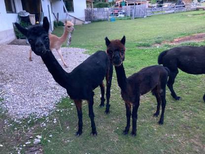 Bild 2:Alpaka Junghengst