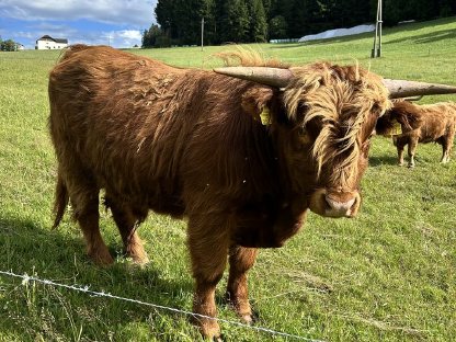Hochlandrinder-Stier