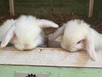 Bild 2:Zwerghase Miniloop Schlappohren Hängeohren