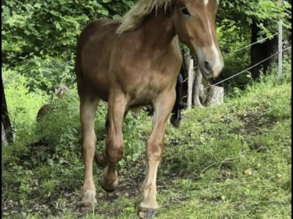 Wunderschöner Noriker Hengstjährling
