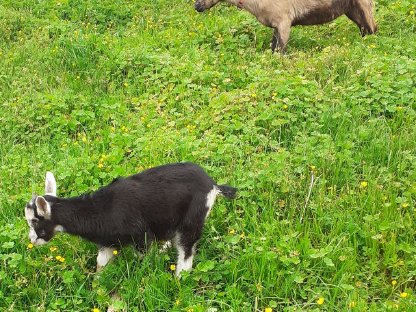 GGZ mit oder ohne Bockkitz