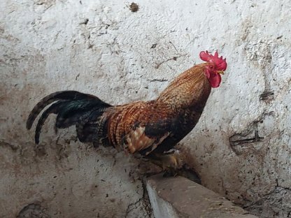 Bild 2:Hähne zu verschenken