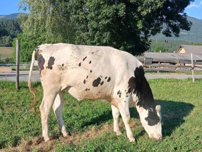 Hochträchtige Holsteinkalbinnen zu verkaufen