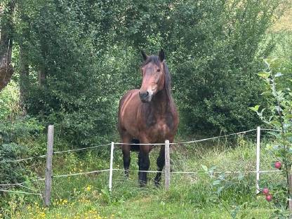 Bild 3:Norikerstute Kiara