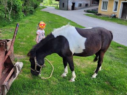 Ponywallach