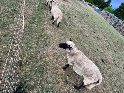 Shropshire Schafe zu verkaufen