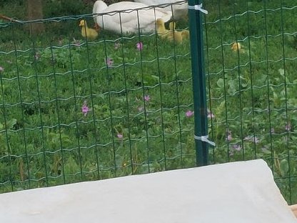 Vergebe eine ganze Gänsefamilie