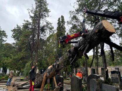 Bild 2:Professionelle Problembaumentfernung