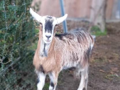 Zwergziegenbock