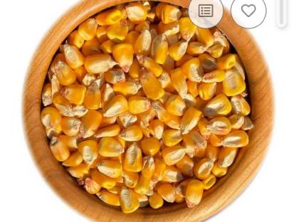 Suche Bio-Körnermais