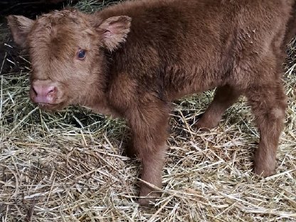 Bild 3:3jährige Kuh mit Kalb zu verkaufen/Hochlandrind