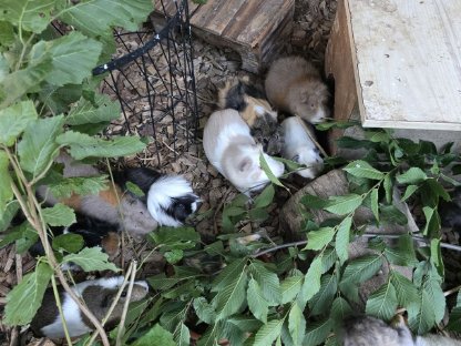 Bild 3:Pfau, Meerschweinchen, Zwergcochin, Enten, Tauben
